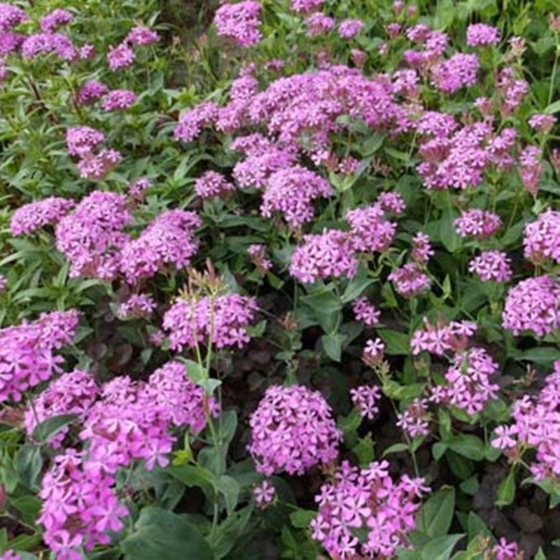 Sweet William Catchfly