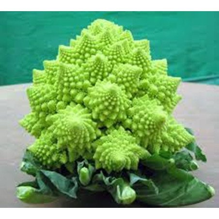 Broccoli Romanesco