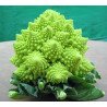 Broccoli Romanesco