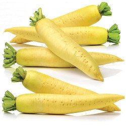 Daikon Radish Golden Cannon