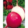 Radish Red Winter