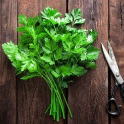 Flat Leaf Parsley Italian Giant