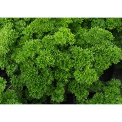 Parsley Triples