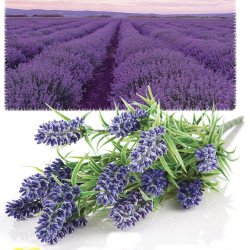 Lavender Provence