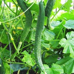 Cucumber Chongsheng