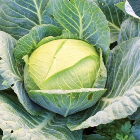 Head Cabbage Glory 1305