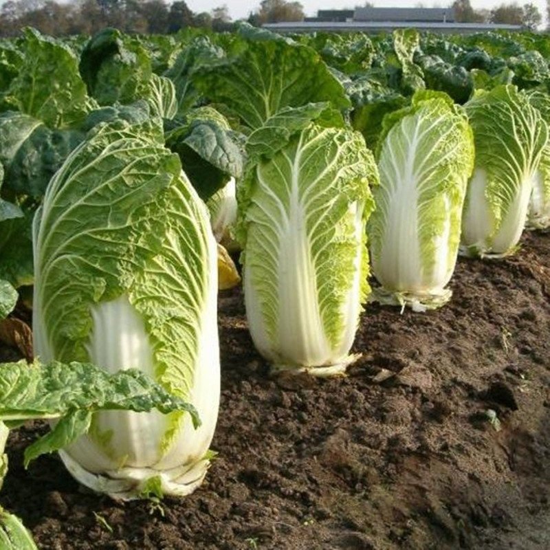 Chinese Cabbage Napa Miss China