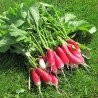 French Radish Bohynia