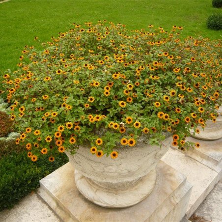 Mexican Creeping Zinnia