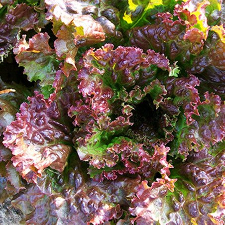 Leaf Lettuce Spalakh