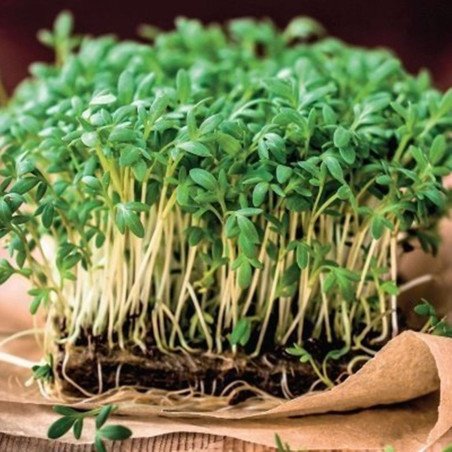 Garden Cress Kholodok