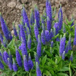 Spiked Speedwell Blue