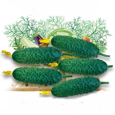 Cucumber Assia F1