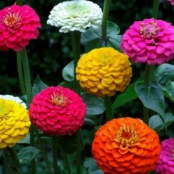 Zinnia Pompon Mix