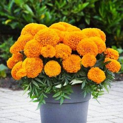 Marigold Dwarf Cupido Orange