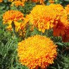 Marigold Fantastic Orange