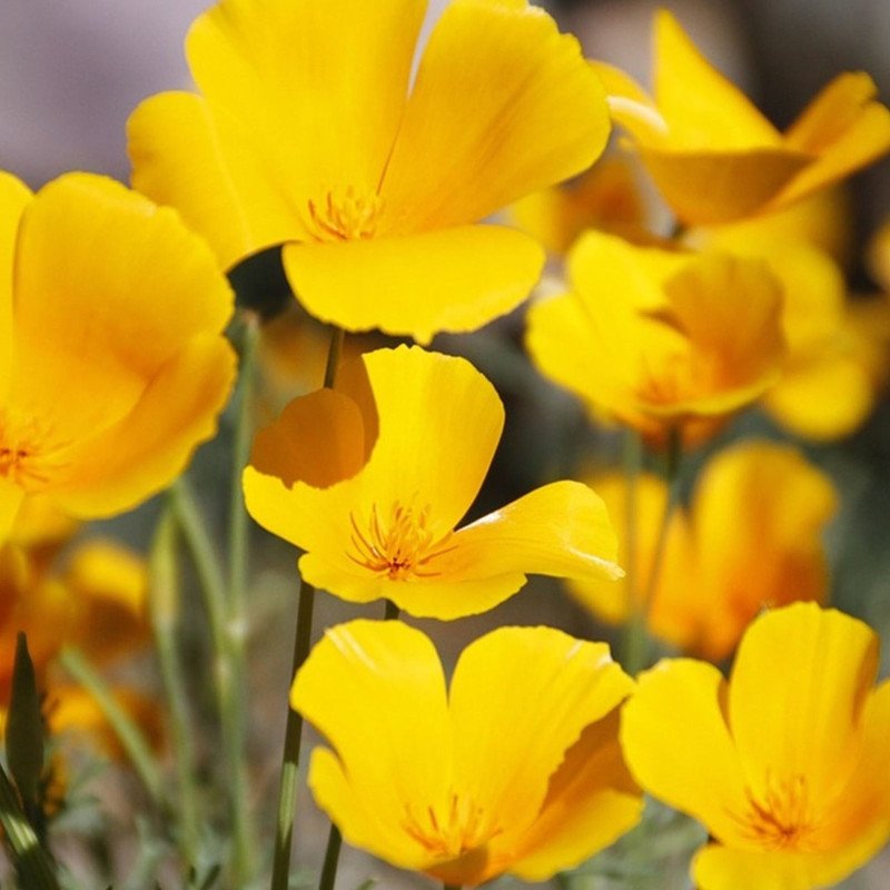 California Poppy Honey