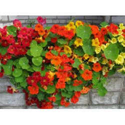 Tropaeolum Nasturtium Dwarf Mix