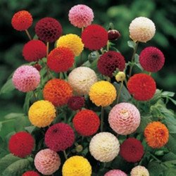 Double Dahlia Pompon Mix