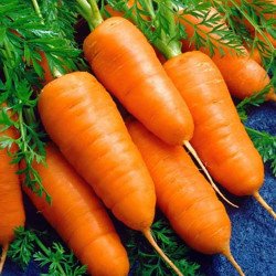 Carrot Karotel