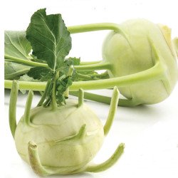 Kohlrabi Biely Dunaj