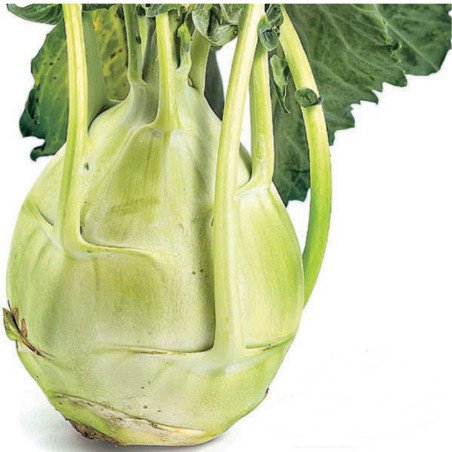 Kohlrabi Triumf Prahy