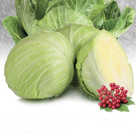 Headed Summer Cabbage Baron De Magnat