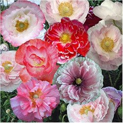 Shirley Poppy Double Mix