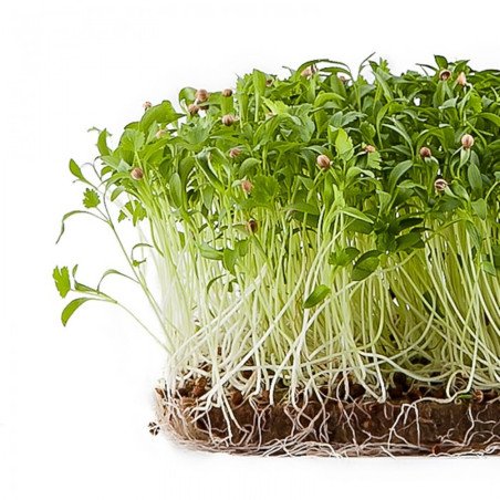 Microgreen Seed Coriander