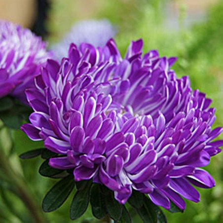 Aster Milady Blue