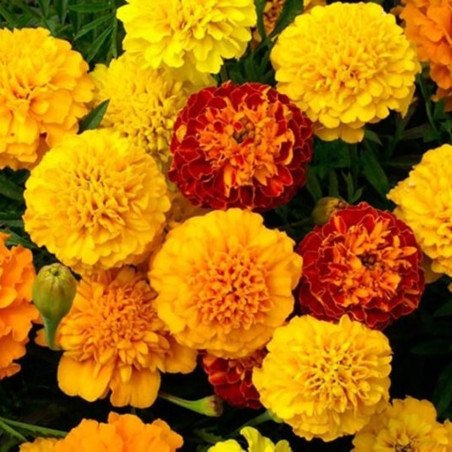 Marigold Dwarf Flight Mix