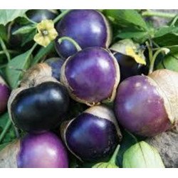 Tomatillo Purple