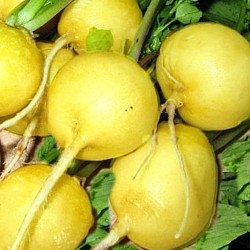 Radish Golden Helios