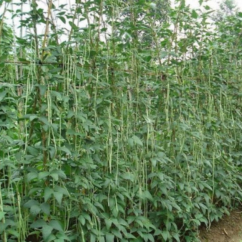 Pole Bean Chinese Vigna Anaconda