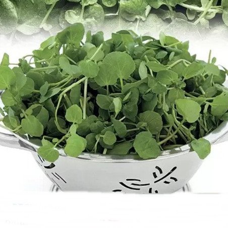 Garden Cress Dutch Broad Leaf