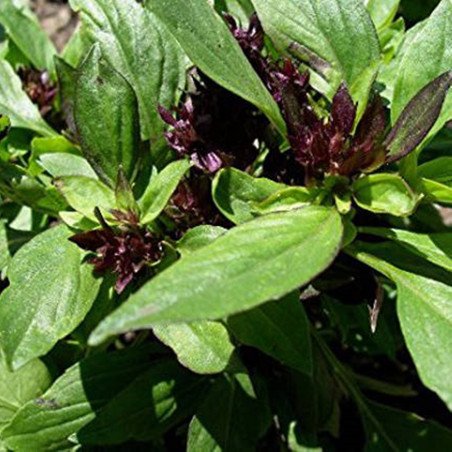 Thai Basil Horapa