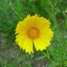 Coreopsis