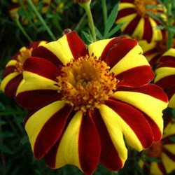 French Marigold Majestic