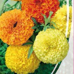 Mexican Marigold Classic Mix