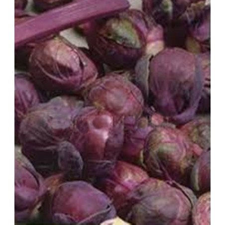 Brussels Sprouts Rosella