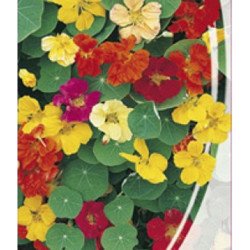 Trailing Nasturtium Mix