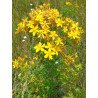 St John's Wort