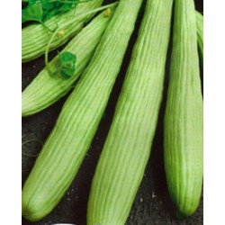 Armenian Cucumber