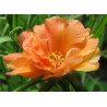 Moss-rose Double Orange