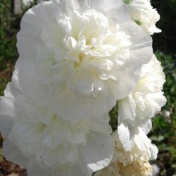 Hollyhock Double White