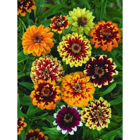 Zinnia Orient Mix