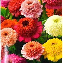 Zinnia Scabiosa Mix