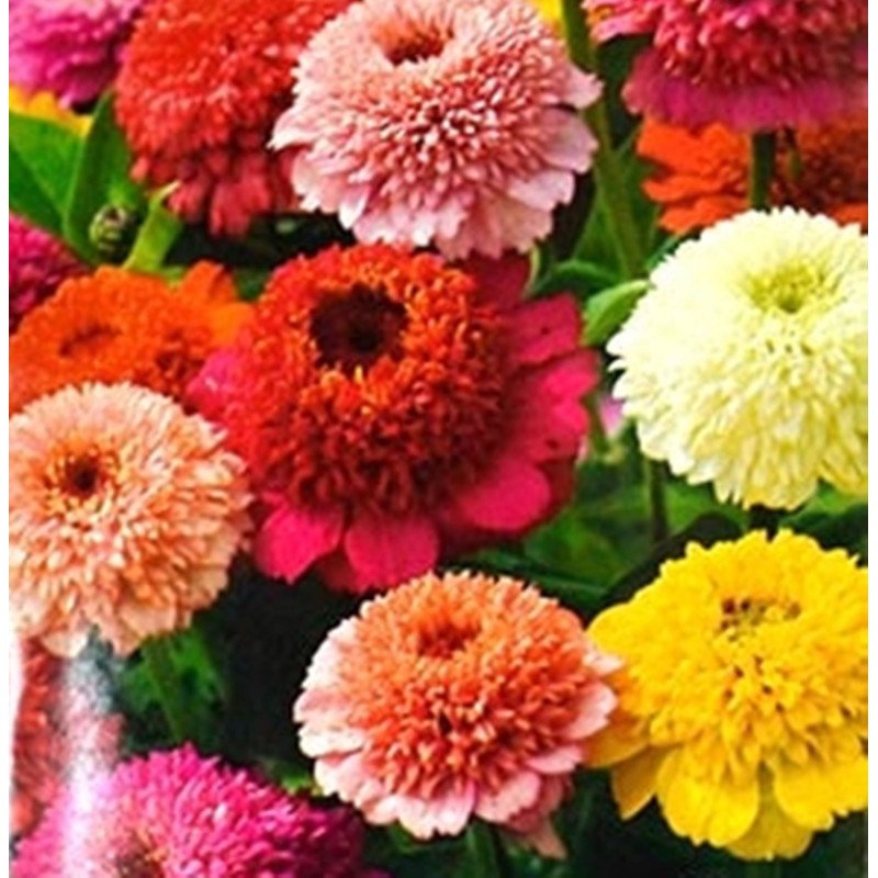 Zinnia Scabiosa Mix