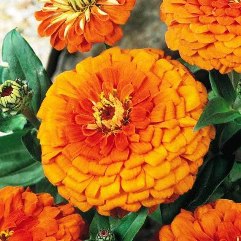 Zinnia King Orange