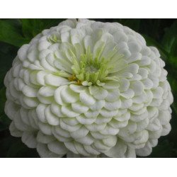 Zinnia Polar Bear